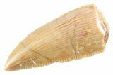 Serrated Raptor Premaxillary Tooth - Real Dinosaur Tooth #364798-1